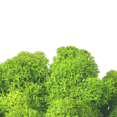Moss Preview